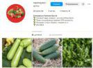 Фото Сторінки в соціальних мережах і таргетована реклама Голландське насіння овочів